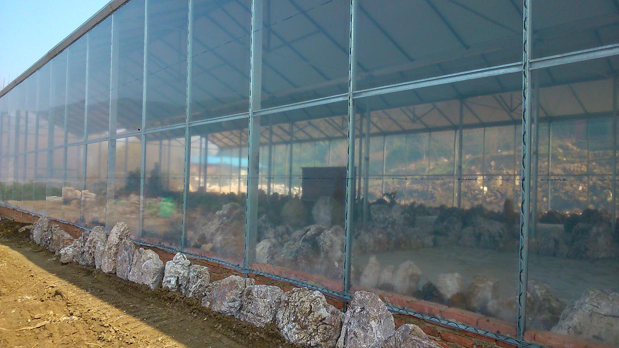 温室大棚养猪-大棚养猪-猪舍-贵州猪舍