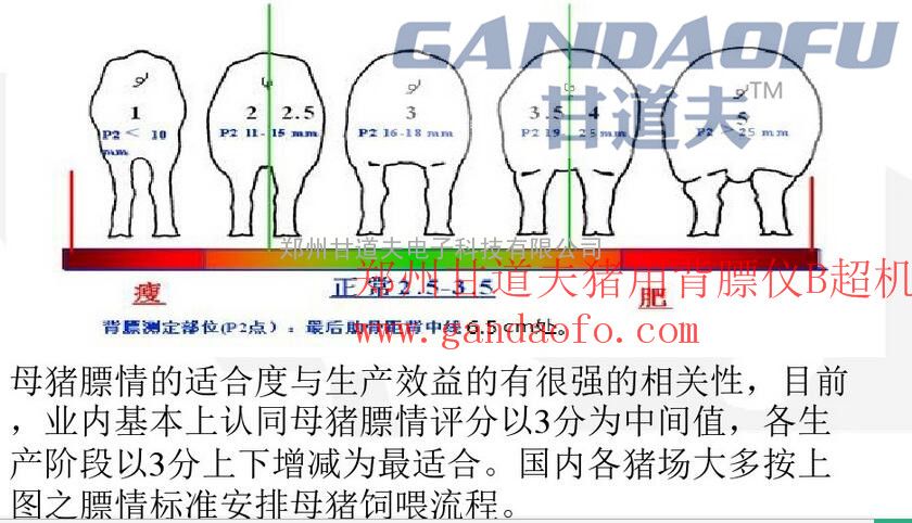 美国运高背膘仪, 背膘仪的使用方法, 运高背膘仪, 背膘测定仪, 哪里有