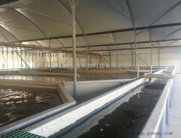 工厂化立体养殖小龙虾 白对虾 虾类