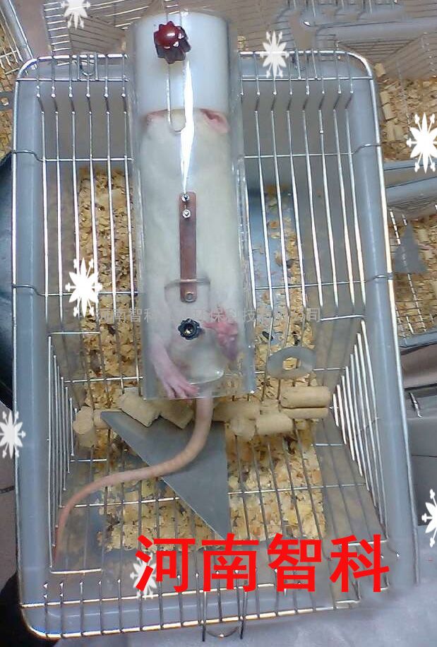 小鼠固定器 小白鼠专用 厂家直销